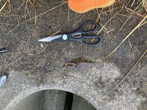 カレイの釣果