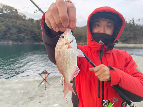 チダイの釣果