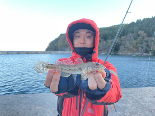 マハゼの釣果