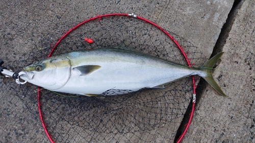 ヤズの釣果