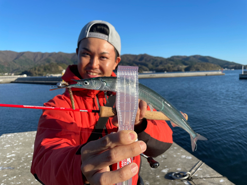 サヨリの釣果