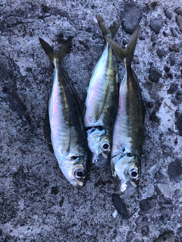 アジの釣果