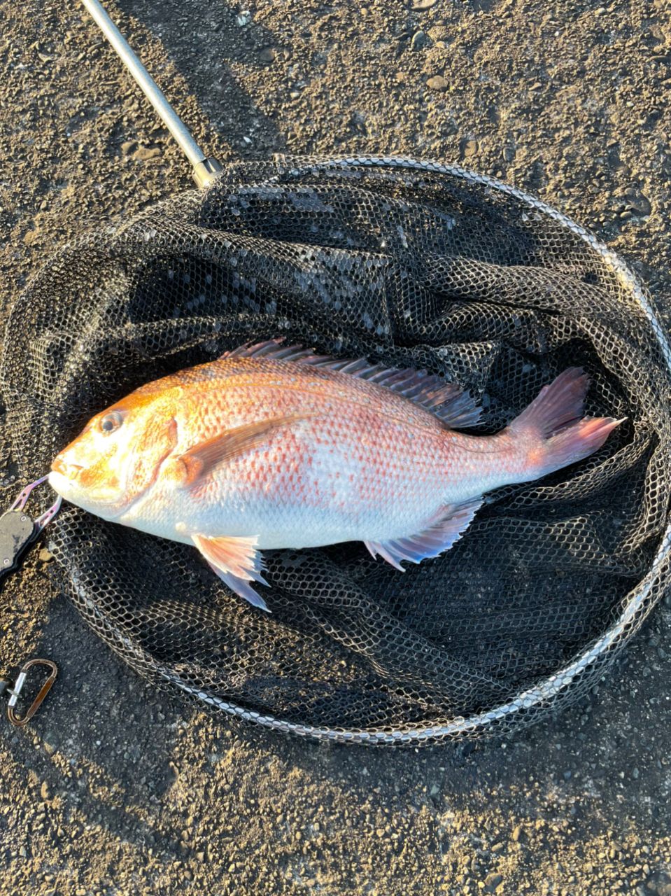 よしよし0929さんの釣果 2枚目の画像