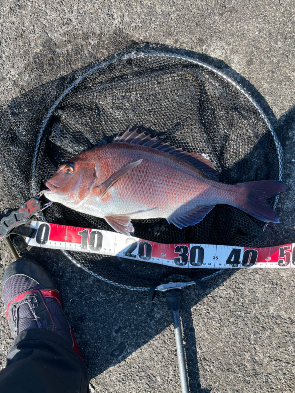 よしよし0929さんの釣果 3枚目の画像