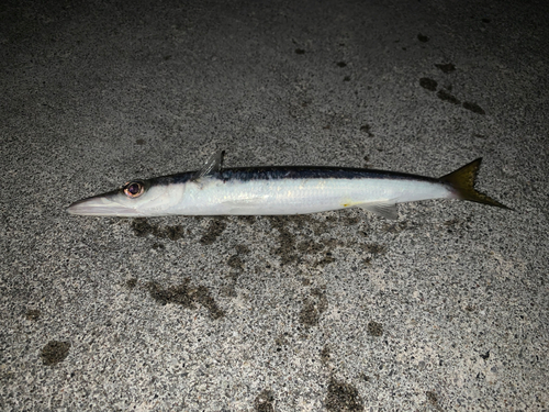 カマスの釣果