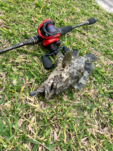 チャイロマルハタの釣果