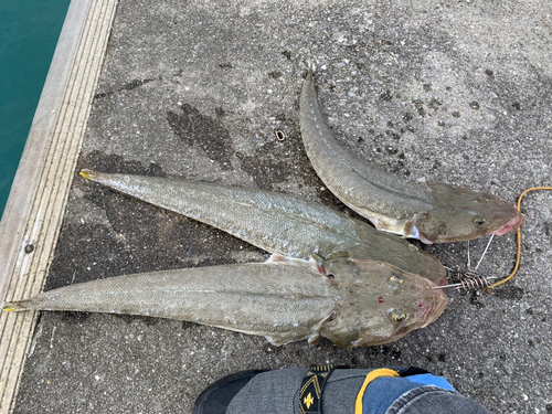 ミナミマゴチの釣果