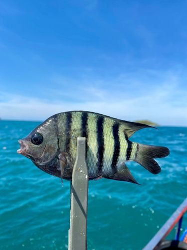 オヤビッチャの釣果