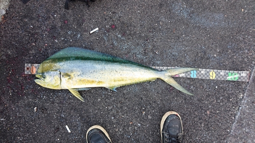 シイラの釣果