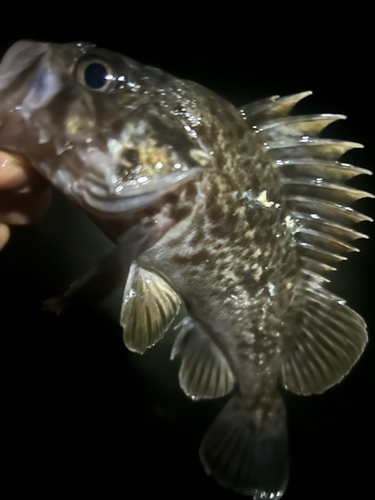 ムラソイの釣果