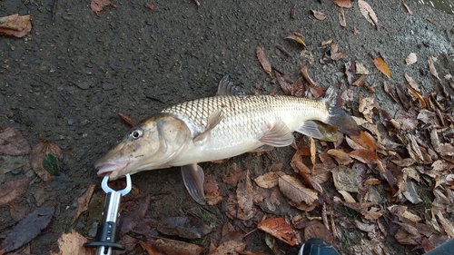 ニゴイの釣果