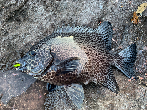 イシガキダイの釣果