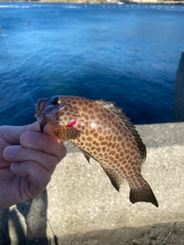 オオモンハタの釣果