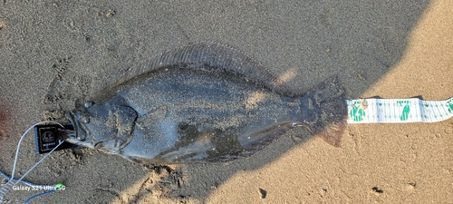 ヒラメの釣果