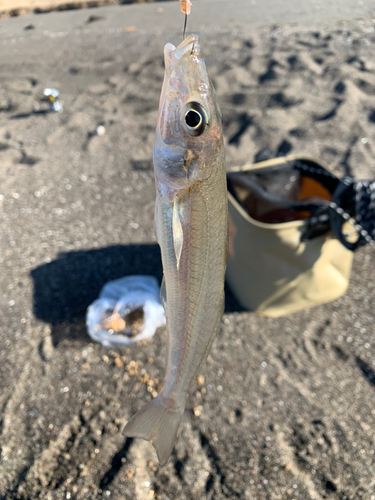 キスの釣果