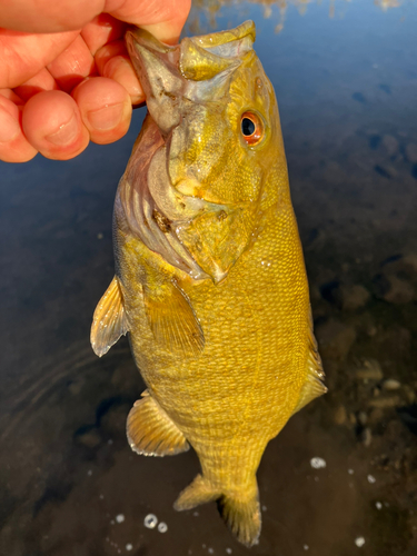 スモールマウスバスの釣果