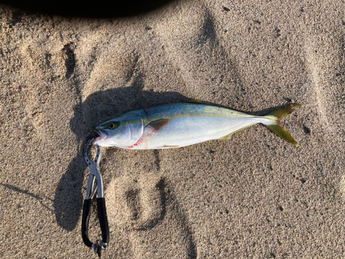 ハマチの釣果