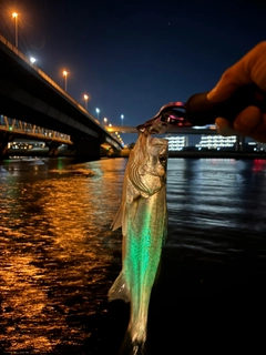 スズキの釣果