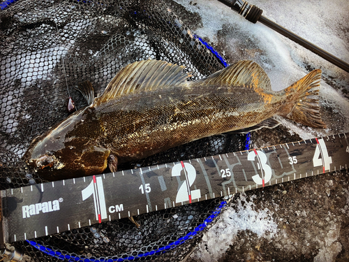 アイナメの釣果