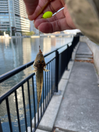 マハゼの釣果