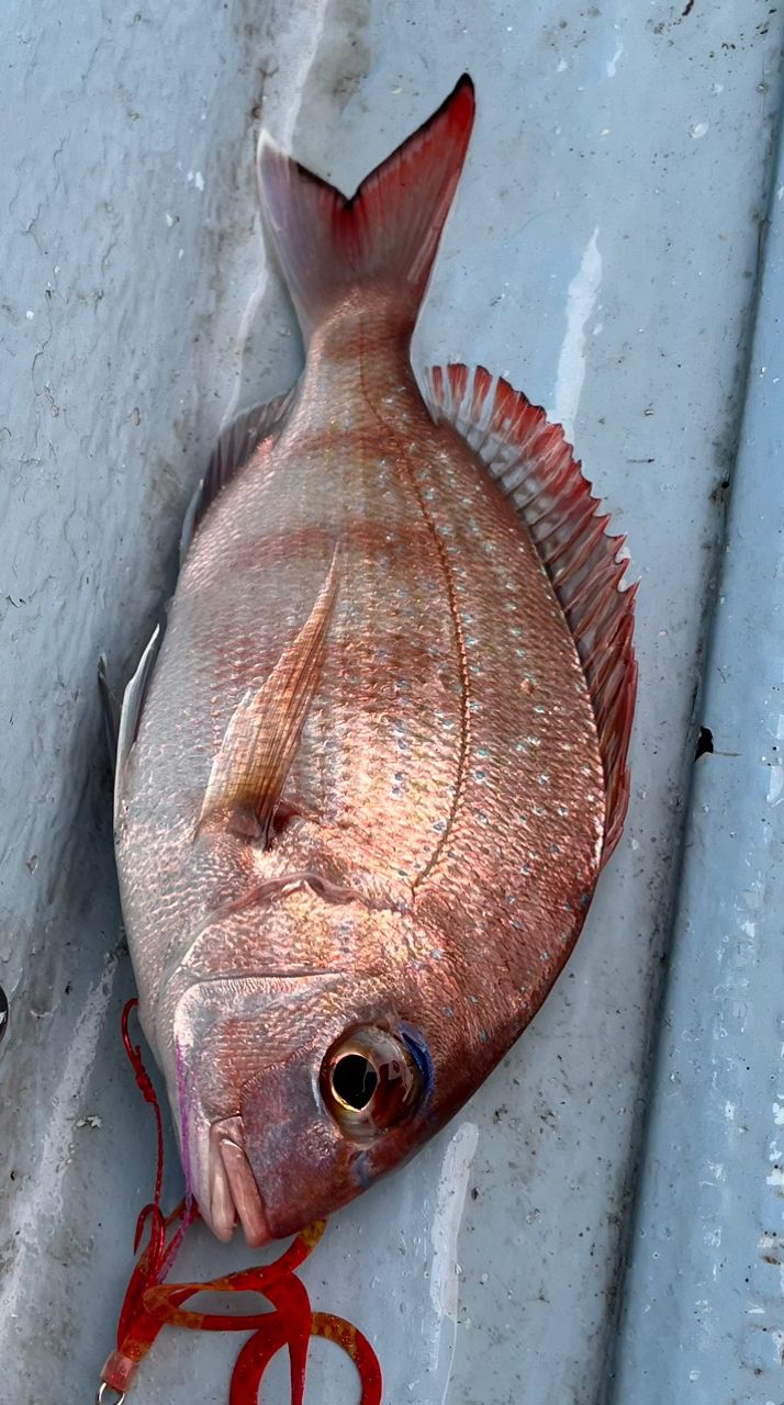 赤バードさんの釣果 2枚目の画像