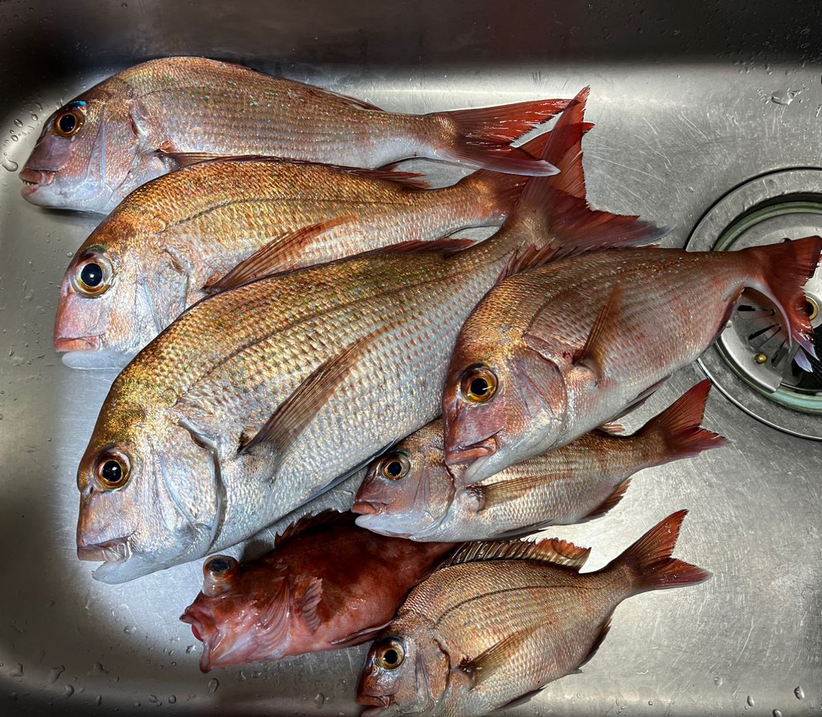 赤バードさんの釣果 3枚目の画像