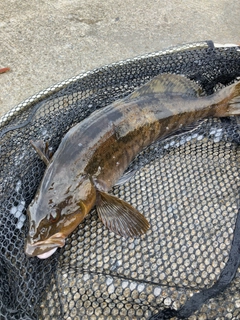 アブラコの釣果