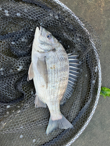 スズキの釣果