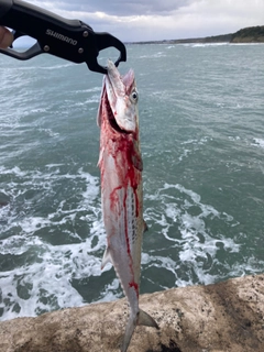 サゴシの釣果