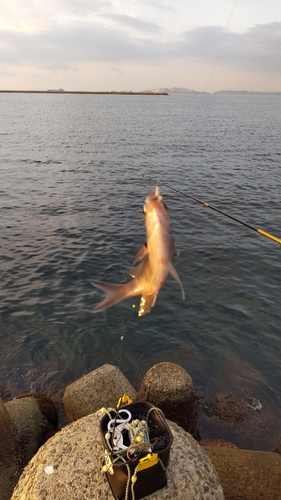 スズメダイの釣果