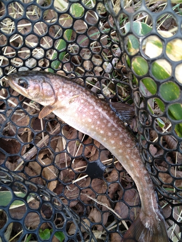 アメマスの釣果