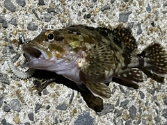 アラカブの釣果