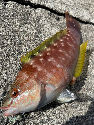 ホシササノハベラの釣果