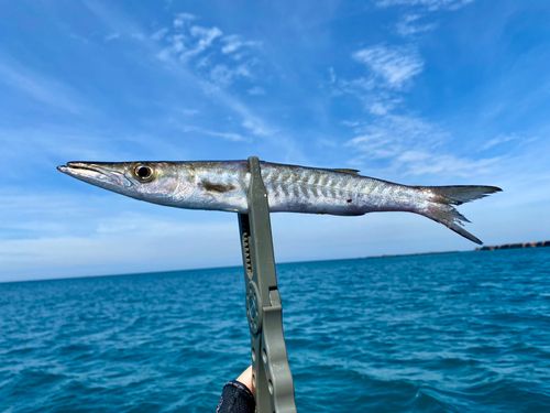オニカマスの釣果