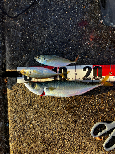 サバの釣果