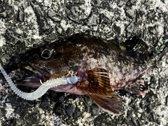 アラカブの釣果