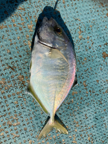 カイワリの釣果