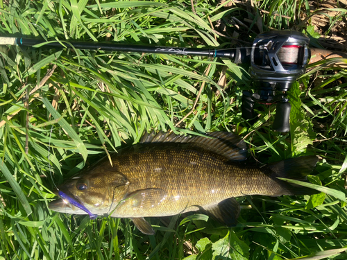 スモールマウスバスの釣果