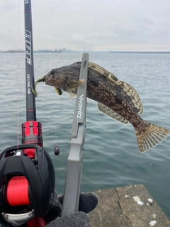 アイナメの釣果