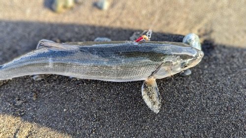 ウグイの釣果