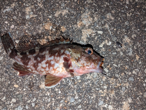 カサゴの釣果