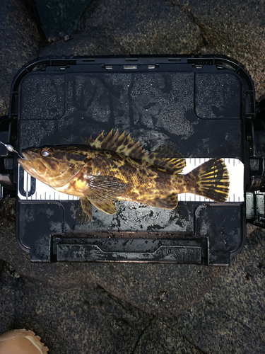 タケノコメバルの釣果