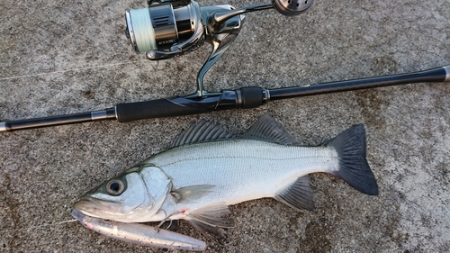 ヒラスズキの釣果