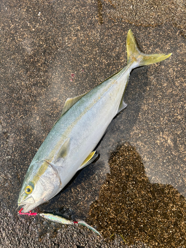 ハマチの釣果