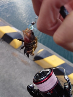 キジハタの釣果