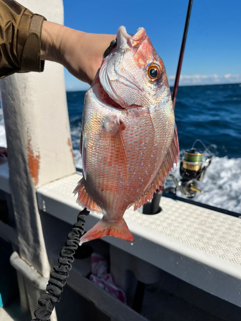 だーほんさんの釣果 3枚目の画像