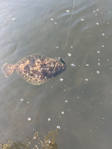 ヒラメの釣果