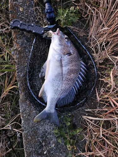 キビレの釣果