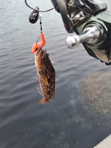 アイナメの釣果