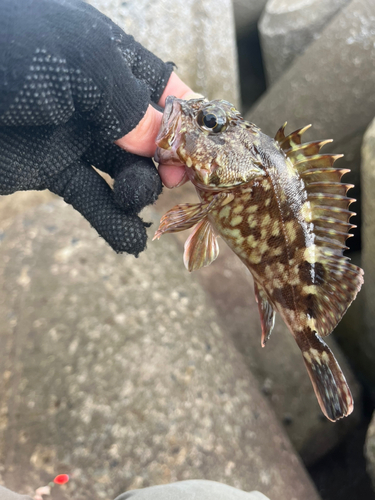 カサゴの釣果